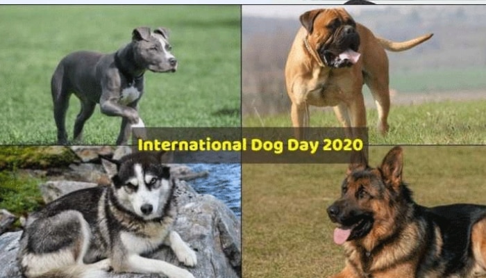 International Dogs Day 2020: ప్రపంచంలోనే అతి భయంకరమైన 5 కుక్కలు ఇవే