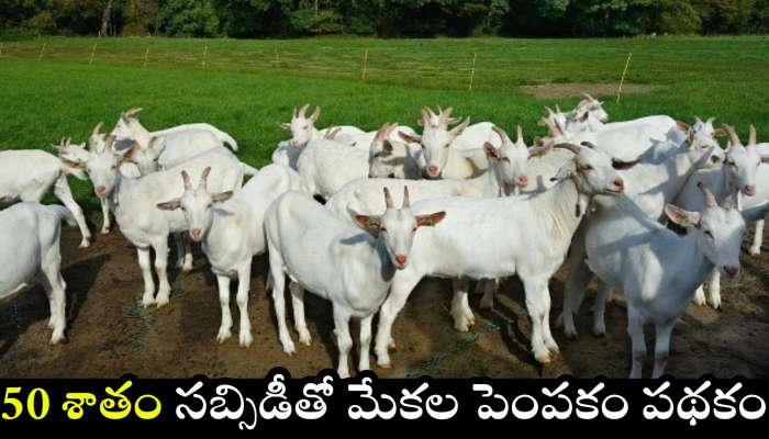 Goat Farming Scheme: రాష్ట్ర పశుసంవర్ధక శాఖ కీలక నిర్ణయం.. 50 శాతం సబ్సిడీతో మేకల పెంపకం పథకం.. వెంటనే అప్లై చేసుకోండి.. 