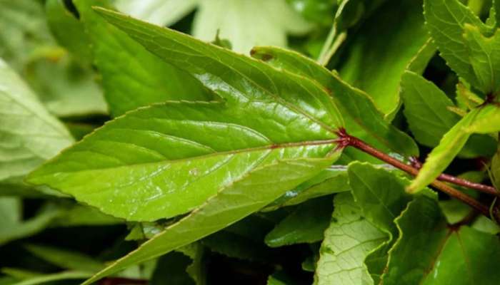 Gongura: తెలుగు వారికీ  ఇష్టమైన గోంగూర.. లాభాలు బోలెడు!!