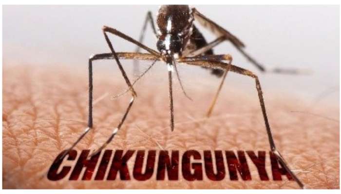 Chikungunya: చికున్‌ గున్యా నుంచి త్వరగా కోలుకోవడానికి ఇంటి వైద్యం.. ఇలా చేస్తే 3 రోజుల్లో నొప్పులు మాయం..