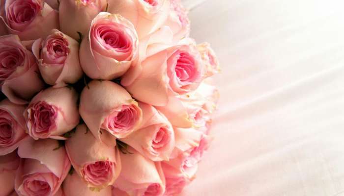 Rose Flower: ఈ పువ్వును నీటిలో మరిగించి తలపై స్ప్రే చేస్తే.. తెల్ల జుట్టు జాడే ఉండదు..