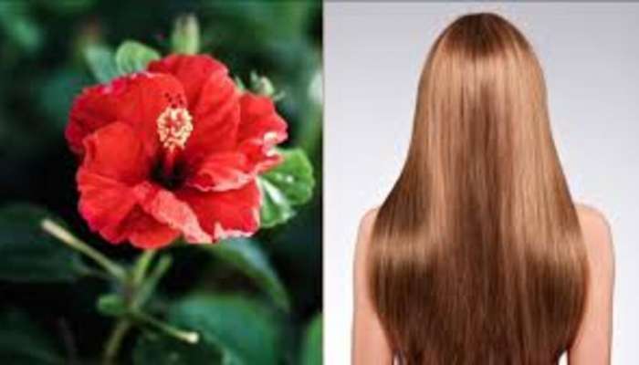 Hibiscus Hair Mask: వేగంగా తాటి చెట్టులాగా జుట్టు పెరగడానికి 5 అద్భుతమైన మందార పువ్వు మాస్క్ ఐడియాలు..!