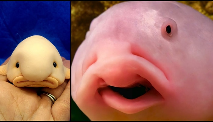 Blobfish Facts: ప్రపంచంలోనే అత్యంత అసహ్యమైన ఫీష్‌ .. చూస్తే వాంతి వచ్చినట్టే..!!