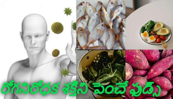 5 Super Foods: మారుతున్న సీజన్‌లో ఈ 5 సూపర్ ఫుడ్స్ తింటే రోగ నిరోధక శక్తి పెరగడంతోపాటు అనేక ప్రయోజనాలు..