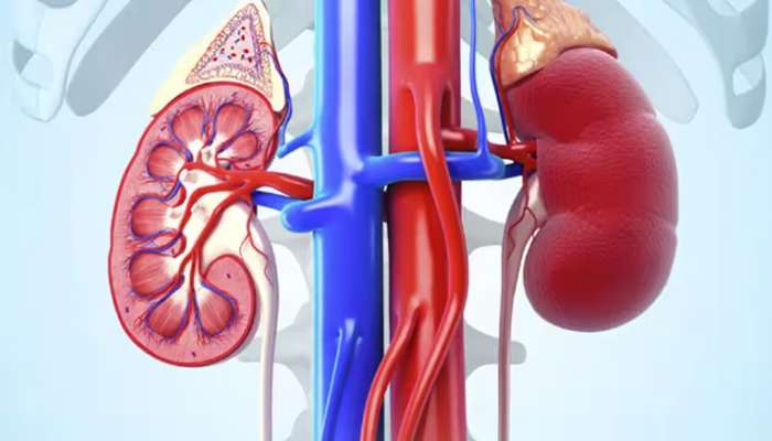 Kidney Health Precautions: కిడ్నీ వ్యాధిగ్రస్తులకు ఈ 5 ఫ్రూట్స్ చాలా డేంజర్