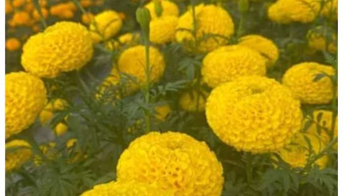 Marigold Flower Benefits: అలంకరణకే కాదు ఈ వ్యాధులకు దివ్యౌషధమే