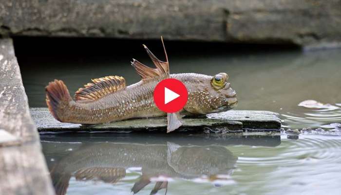 Walking Fish Pics: నడిచే చేపలు చూసారా? ఇవి జంప్‌ కూడా చేస్తాయి.. మీరే చూడండి!