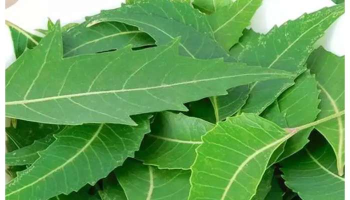 Neem Leaves Remedies: పరగడుపున వేపాకులు తింటే కలలో సైతం ఊహించని 10 లాభాలు