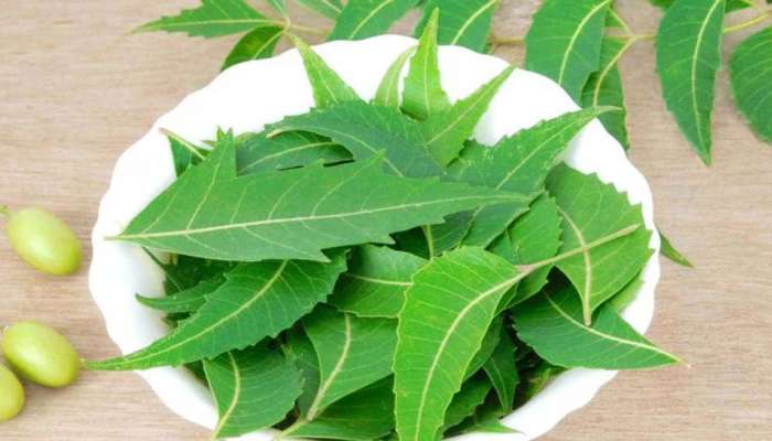 Neem Leaves: ఉదయాన్నే ఖాళీ కడుపుతో రెండు వేపాకులు నమిలి తింటే.. జరిగేది ఏమిటంటే..?
