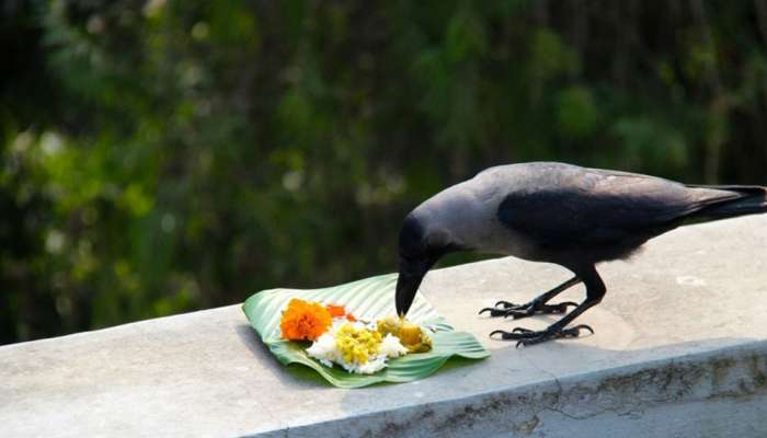 Mahalaya Amavasya: మహాలయ అమావాస్య రోజున ఇలా చేయండి.. పెద్దల ఆశీర్వాదం.. ధనలక్ష్మీ కటాక్షం మీ సొంతం.. 