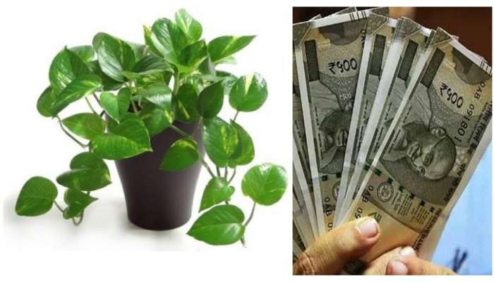 Money Plant Vastu: మనీప్లాంట్‌ మొక్క ఈ మూలన పెడితే ధనలక్ష్మి కటాక్షమే.. !
