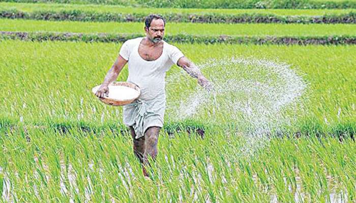 Rice Cultivation Tips: యూరియా, పొటాష్ కాదు.. ఇవి ఒక్కసారి వేస్తే 3 నెలల పాటు వరి పంటకు  పోషకాలు.. ఖర్చు తగ్గించి దిగుబడి పెంచే టిప్స్ ఇవే..!!