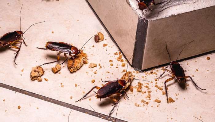 Cockroach Repellent: ఈ మిశ్రమాన్ని కలిపి ఇంట్లో చల్లితే..బొద్దింకలు, కీటకాలు అస్సలు అడుగుపెట్టవు!