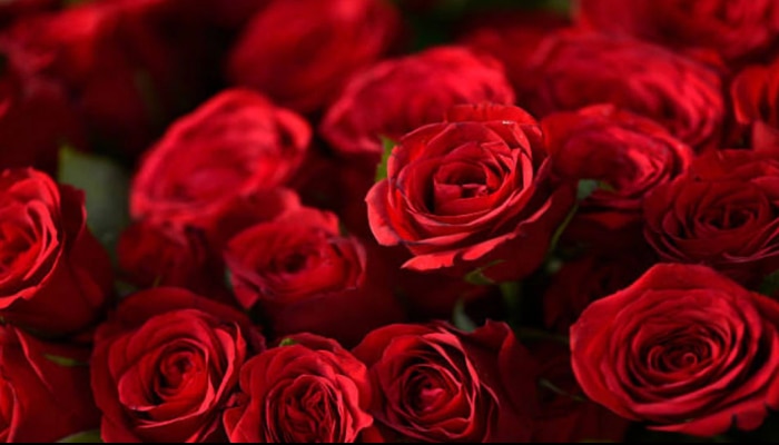 Benefits of Rose: గులాబీలతో టీబీ తగ్గుతుంది.. మరిన్ని లాభాలు..