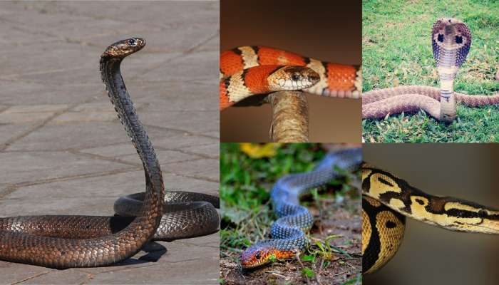 HomeRemedies to Keep Snakes Away: ఈ 2 వంటగది వస్తువులతో పాములు పరార్‌.. మీ ఇంటి దరిదాపుల్లోకి రావు..