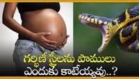 గర్భిణీ స్త్రీలను పాములు ఎందుకు కాటేయ్యవు.. కాటేస్తే ఏం జరుగుతుందో తెలుసా?