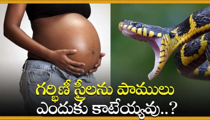 Snake Facts: గర్భిణీ స్త్రీలను పాములు ఎందుకు కాటేయ్యవు.. కాటేస్తే ఏం జరుగుతుందో తెలుసా?