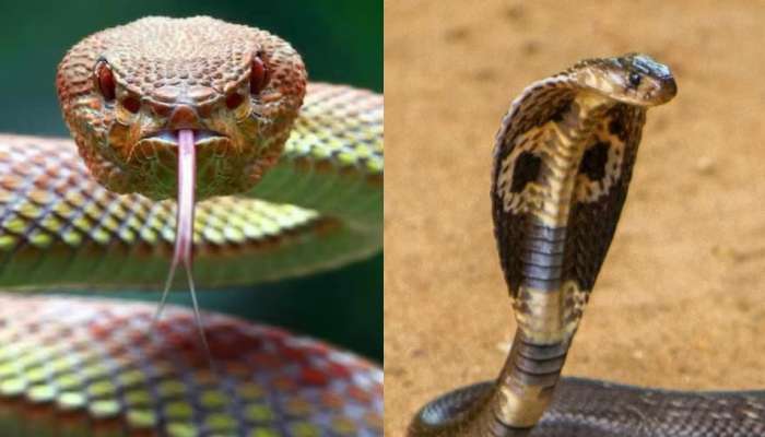 Snake safety tips: ఈ  పదార్ధాలంటే పాములకు చచ్చేంత భయం.. ఈ వస్తువు మీ ఇంట్లో ఉంటే రమ్మన్న రావు..  