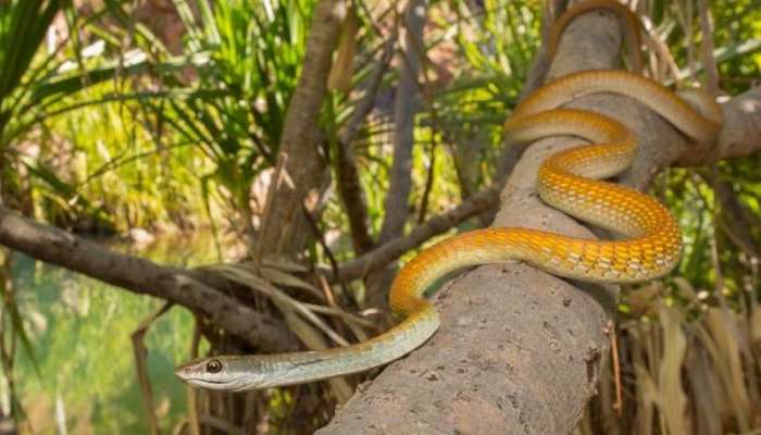 Trees Attracts Snakes: ఈ 5 చెట్లు అస్సలు నాటొద్దు, విష సర్పాల్ని ఆకర్షిస్తాయి