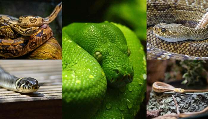 7 Snakes Give Live Birth: ఈ 7 పాములు గుడ్లను కాదు.. పిల్లలను పెడతాయట..