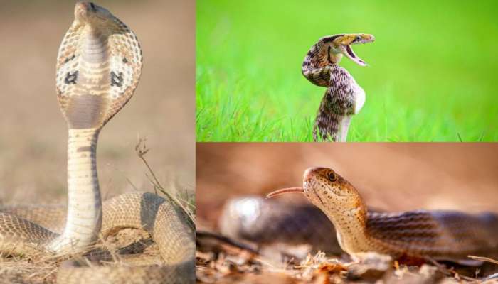 Snakes: చలికాలం పాములు కనిపించకుండా ఎక్కడికి వెళ్తాయి? వాటి అడ్రస్‌ ఎక్కడో తెలుసా?