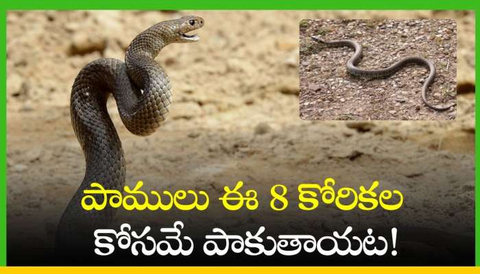 Snakes Crawling: పాములు ఈ 8 కోరికలు తీర్చుకోవడానికే పాకుతాయట!