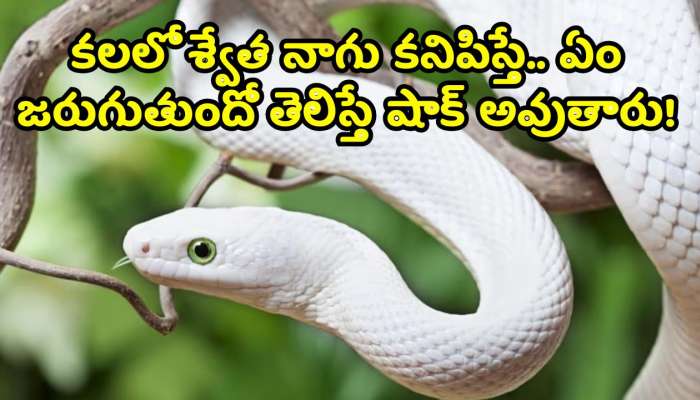 Swetha Nagu Dream Signs In Upcoming Life: కలలో శ్వేత నాగు కనిపిస్తే.. ఏం జరుగుతుందో తెలిస్తే షాక్ అవుతారు!