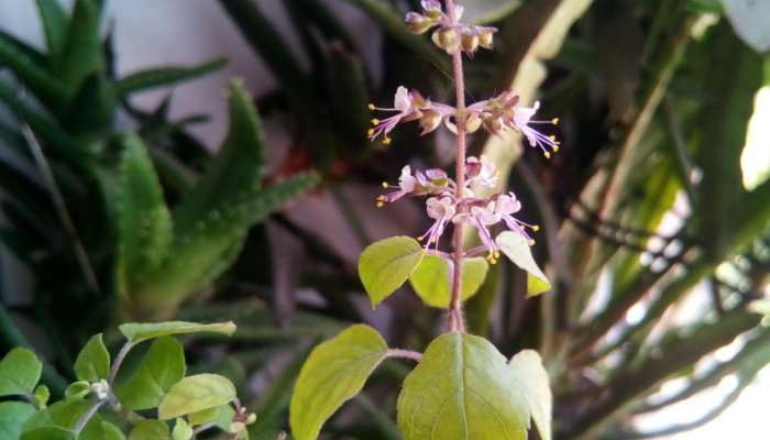 Tulasi: తులసి మొక్కకు చిన్న పువ్వులు పూశాయా? మీరు ధనవంతులవ్వడం ఖాయం..