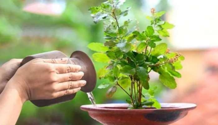 Tulsi Vastu Precautions: తులసి మొక్కను ఆ రోజు ముట్టుకుంటే ఎంత కుబేరులైనా దరిద్రులవడం ఖాయం, జాగ్రత్త