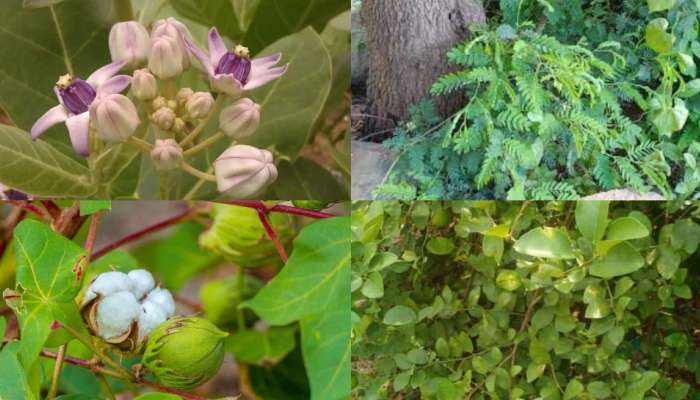 Vastu Tips For Plants: ఇంట్లో ఈ 5 మొక్కలు నాటకూడదు.. పెడితే కష్టాలను కోరితెచ్చుకున్నట్లే..