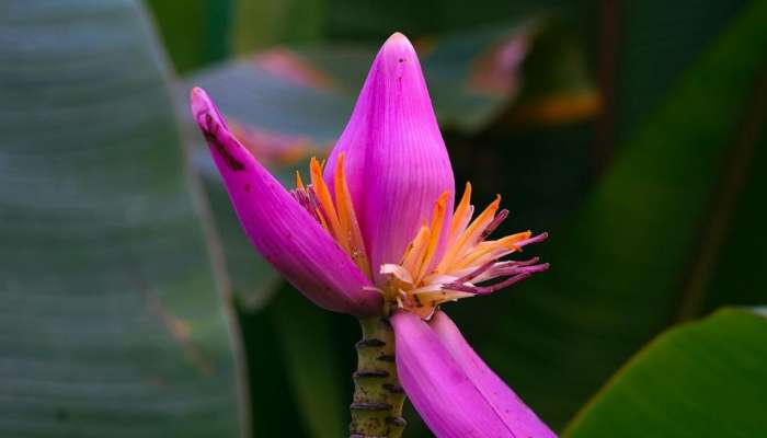 Banana Flower for Diabetes: షుగర్‎ను కంట్రోల్ చేసే పువ్వు...డయాబెటిస్ ఉన్నవాళ్లు దీన్ని తినడం మర్చిపోకండి 