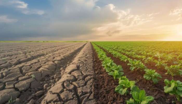 Business Ideas: బంజరు భూముల్లో సైతం బంగారం పండించవచ్చు.. ఈ పంట సాగు చేస్తే అన్నదాతలు కోటీశ్వరులవ్వడం పక్కా..!!