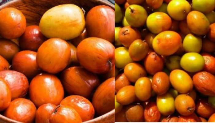 Regi Pandu in Winter: చలికాలంలో లభించే సూపర్ పండు.. రేగు పండ్లను తింటే ఎన్ని లాభాలో తెలుసా..?..