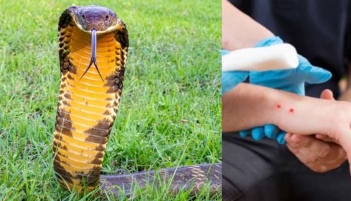 King Cobra Snake: పాములతో టెన్షన్ పడుతున్నారా..?.. ఈ చెట్టు ఆకుతో కింగ్ కోబ్రా విషమైన పటాపంచలు..!. 