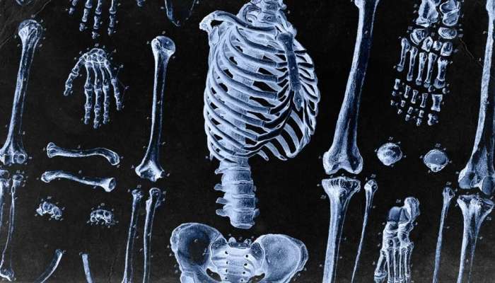 Bone Health: ఎముకలు బలంగా ఉండాలంటే ఇవి తీసుకోవాల్సిందే!!