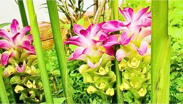 Business Ideas: అప్పుల బాధతో అల్లాడిపోయే రైతన్నల జీవితాన్ని మార్చే పంట ఇది.. ఒకసారి పండితే పదేళ్లు ఫికర్ లేకుండా బతకొచ్చు..!! 