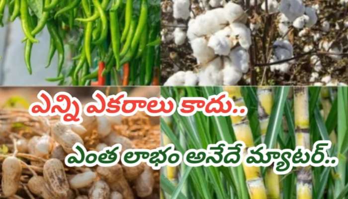 Business Ideas:  రైతుల గల్లపెట్టె నింపే పంటలు.. కేవలం 60 రోజుల్లో బంపర్ ఆదాయం.. చిన్న రైతులకు పెద్ద లాభం..!!