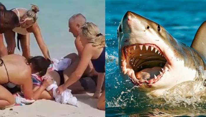 Shark Attack: ఒళ్లు గగుర్పొడిచే ఘటన.. తిమింగలంతో సెల్ఫీ కోసం ప్రయత్నించిన మహిళ.. ఆ తర్వాత ఏంజరిగిందంటే..?