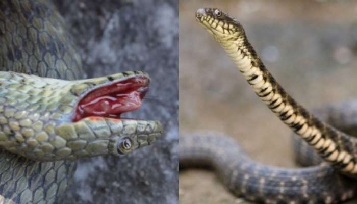 Dice Snakes: ఆస్కార్ లెవల్ పర్ఫామెన్స్.. చచ్చిపోయినట్లు నటిస్తున్న పాములు.. కారణం ఏంటో తెలుసా..?