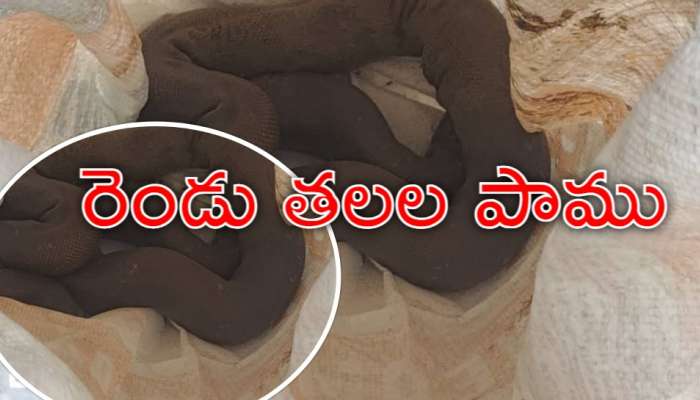 Double Head Snake: హైదరాబాద్‌లో రెండు తలల పాము హల్‌చల్‌.. ఏం చేసిందంటే..?