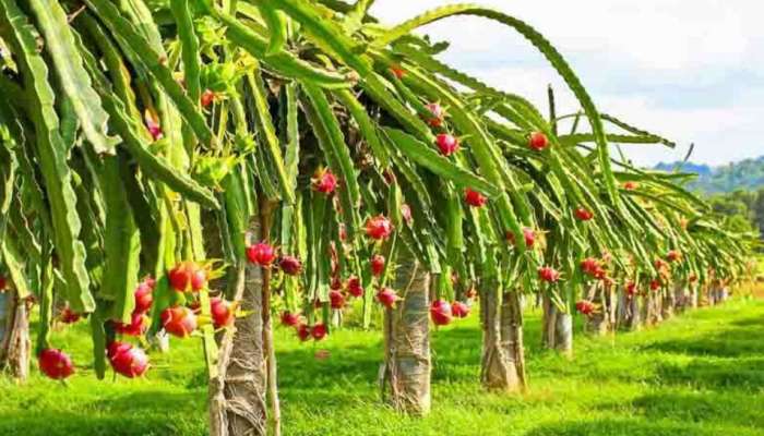 Dragon Fruit Farming: కరువు నేలపై సిరులు.. ఈ పంటకు ప్రభుత్వం సబ్సిడీ కూడా అందిస్తోంది..5లక్షల ఖర్చు..16 లక్షల ఆదాయం..!!