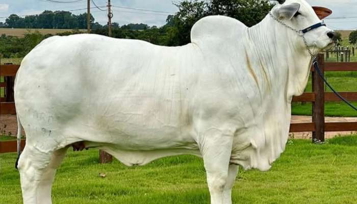 Expensive Cow: ప్రపంచంలోనే అత్యంత ఖరీదైన ఆవు, ధర తెలిస్తే కళ్లు తేలేస్తారు