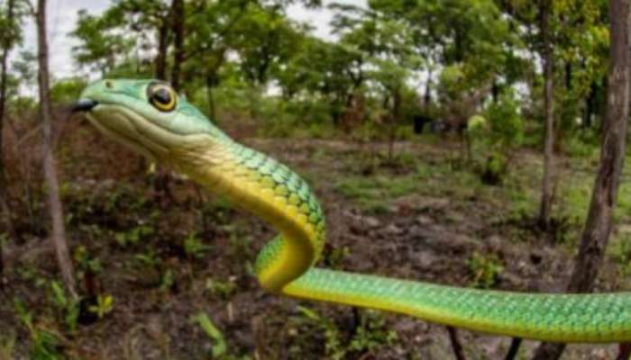 Snakes Facts: పాములు ఆడతోడు కోసం పొట్లాడుకుంటాయంట.. ఈ విషయాలు మీకు తెలుసా..?