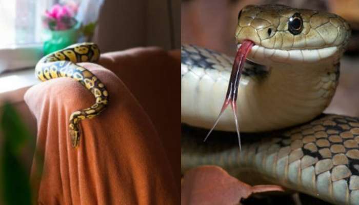 Snakes Facts:  మీ ఇంట్లో వీటిని అస్సలు పెట్టుకొవద్దు.!. పామును అయాస్కాంతాంలా ఆకర్షిస్తాయంట.!.