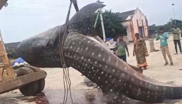 Teku Chepa: ఏపీలో గాలానికి చిక్కిన 1500 కేజీల బాహుబలి చేప.. దీని స్పెషాలిటీ ఏంటో తెలుసా..?