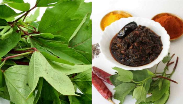 Gongura benefits: చలికాలంలో .. గోంగూర తింటే ఎన్ని ఆరోగ్య లాభాలో తెలుసా..?