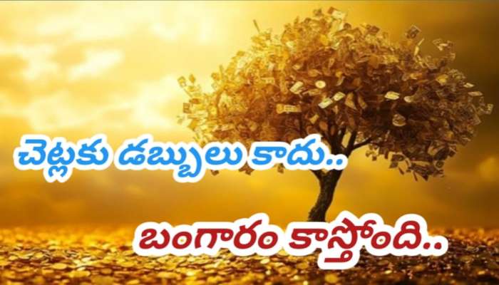 Gold Trees: చెట్లకు ఆకులు కాదు.. బంగారం కాస్తోంది.. ఇలానే జరిగితే ఫ్యూచర్‌లో గోల్డ్‌ను పండించవచ్చు..!! 