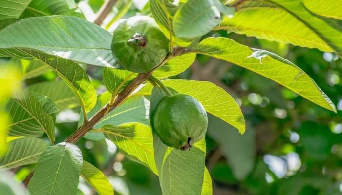 Guava Leaves Remedies: జాంకాయలు కాదు జామాకులు తింటే ఎన్ని ఊహించని ప్రయోజనాలో తెలుసా