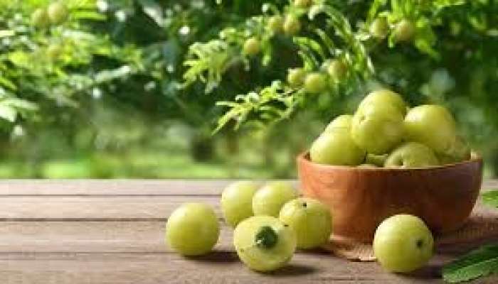 Amla Seeds: ఉసిరి గింజల ఆరోగ్య ప్రయోజనాలను తెలుసుకోండి!!