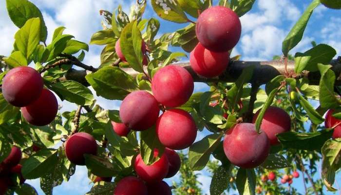 Plum Fruit: ఆల్‌బుఖరా పండ్లు ఎందుకు తినాలో మీకు తెలుసా? 